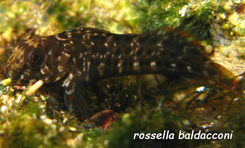 Parablennius sanguinolentus (esemplare giovane)