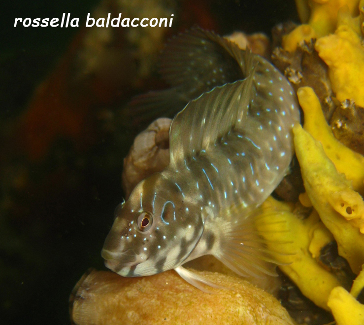 Salaria pavo