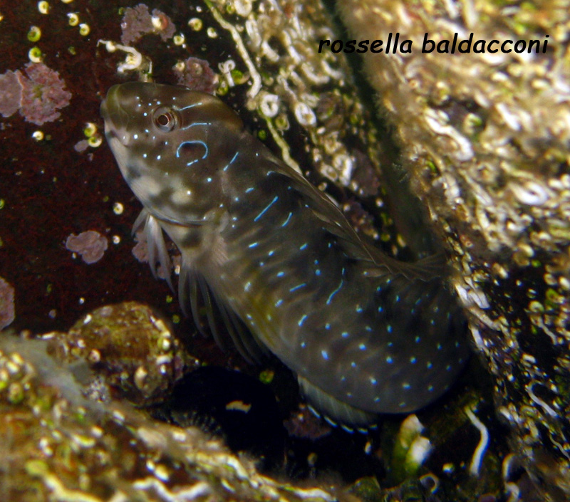 Salaria pavo