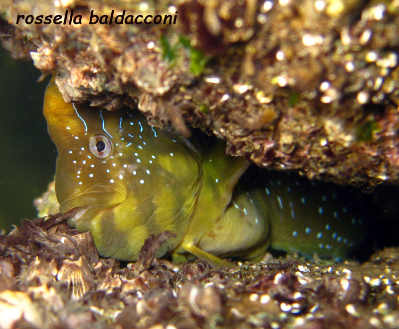Salaria pavo