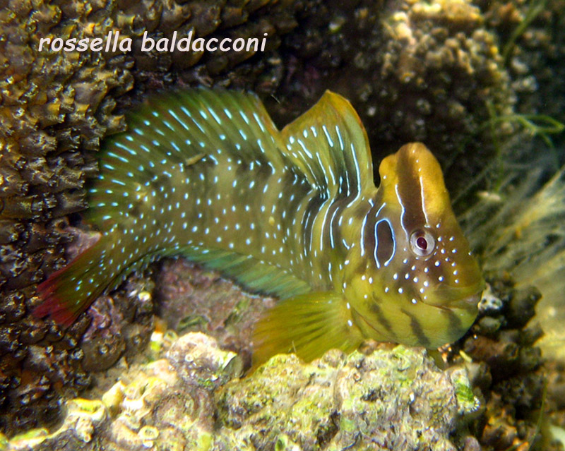 Salaria pavo