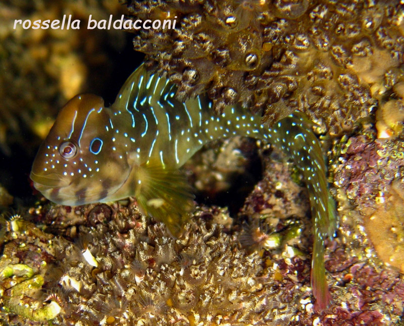 Salaria pavo