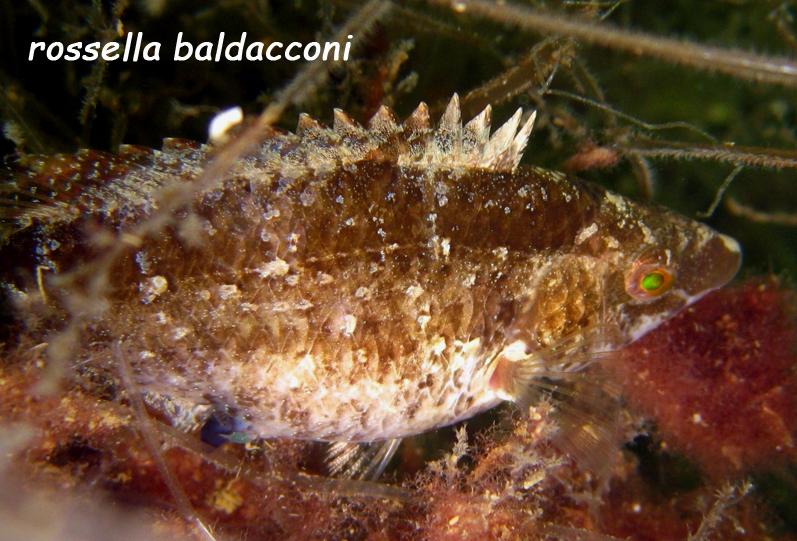 Symphodus cinereus