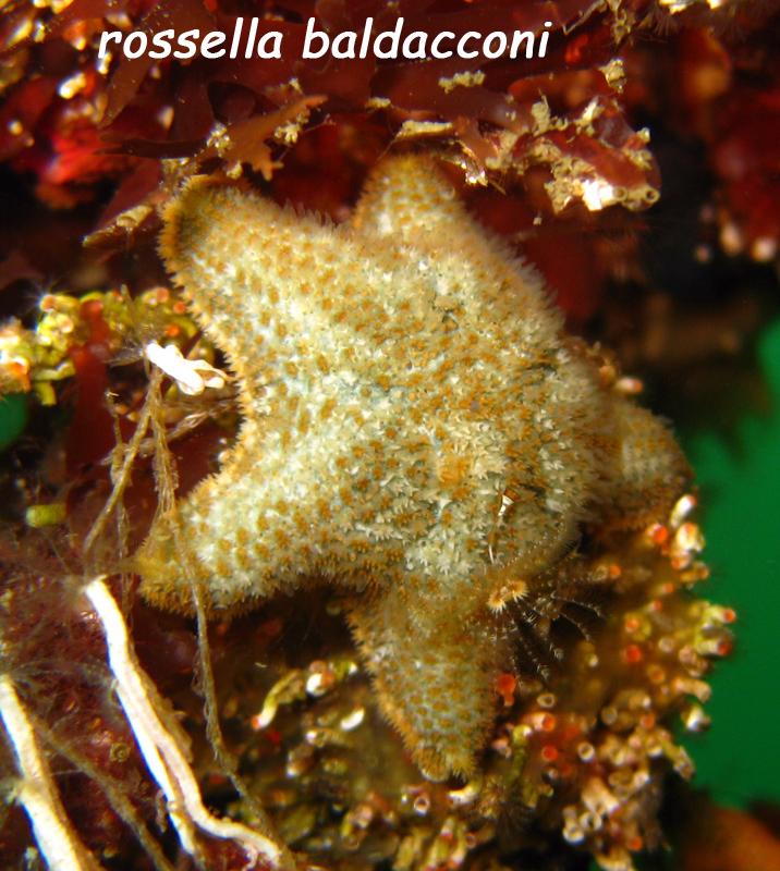 Asterina gibbosa (Pennant, 1777)