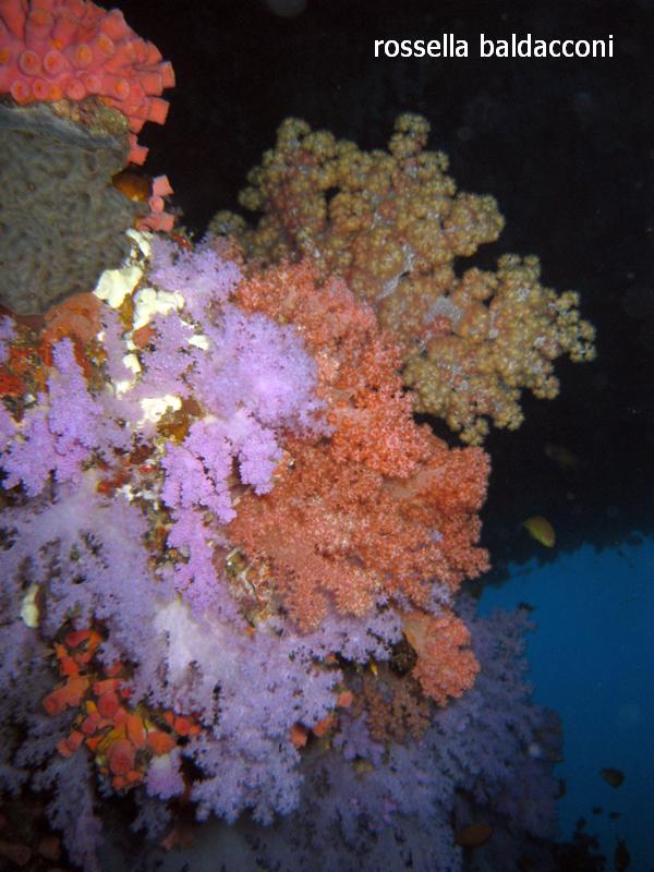 Maldive (atolli di Male Nord e Male Sud)