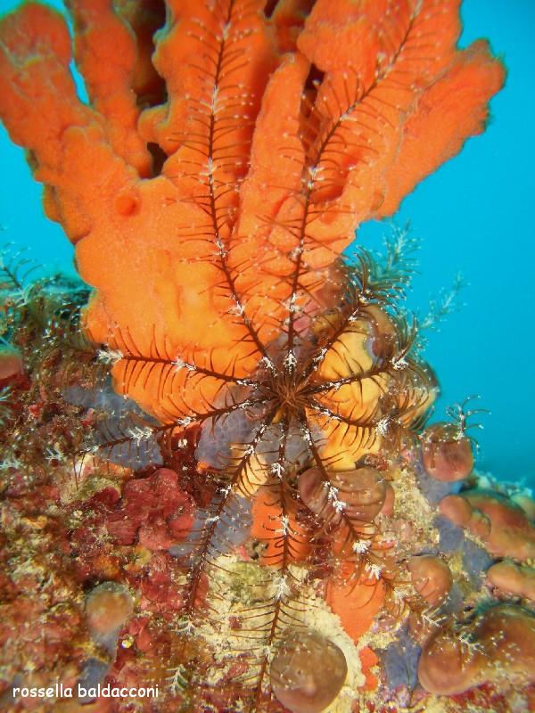 Antedon mediterranea (Lamarck, 1816)