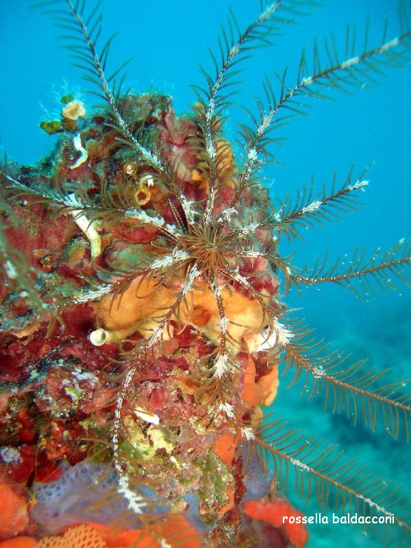 Antedon mediterranea (Lamarck, 1816)