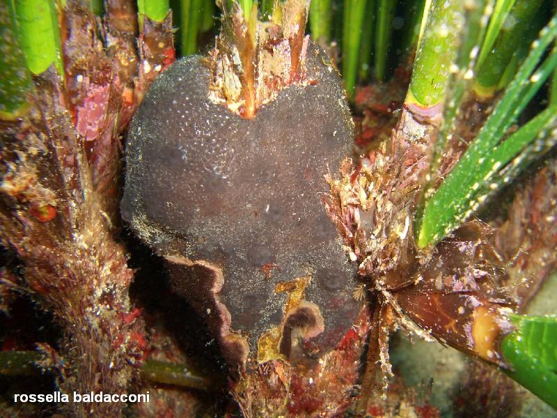 La Posidonia oceanica