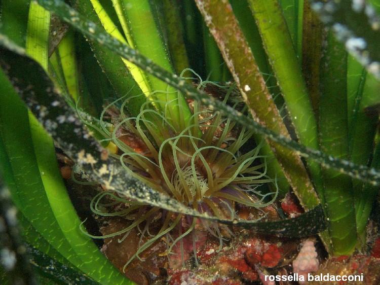 La Posidonia oceanica