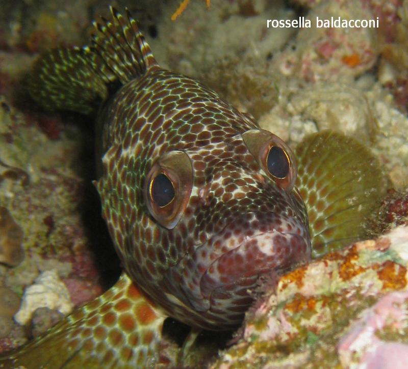 Maldive (atolli di Male Nord e Male Sud)