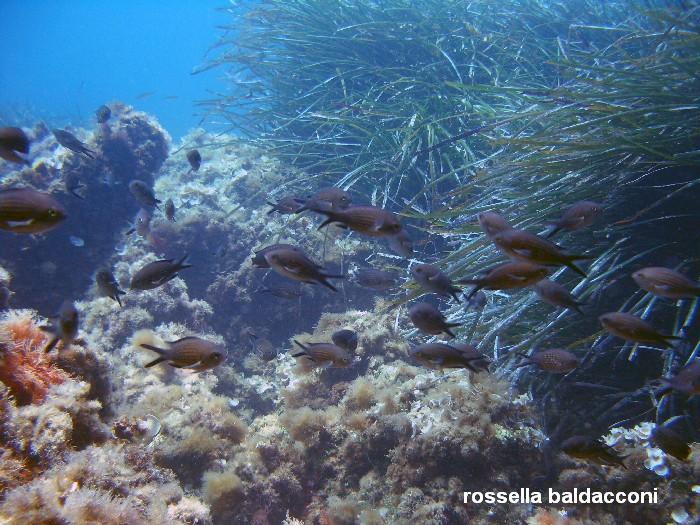 La Posidonia oceanica