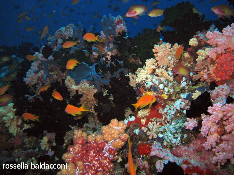 Maldive (atolli di Male Nord e Male Sud)