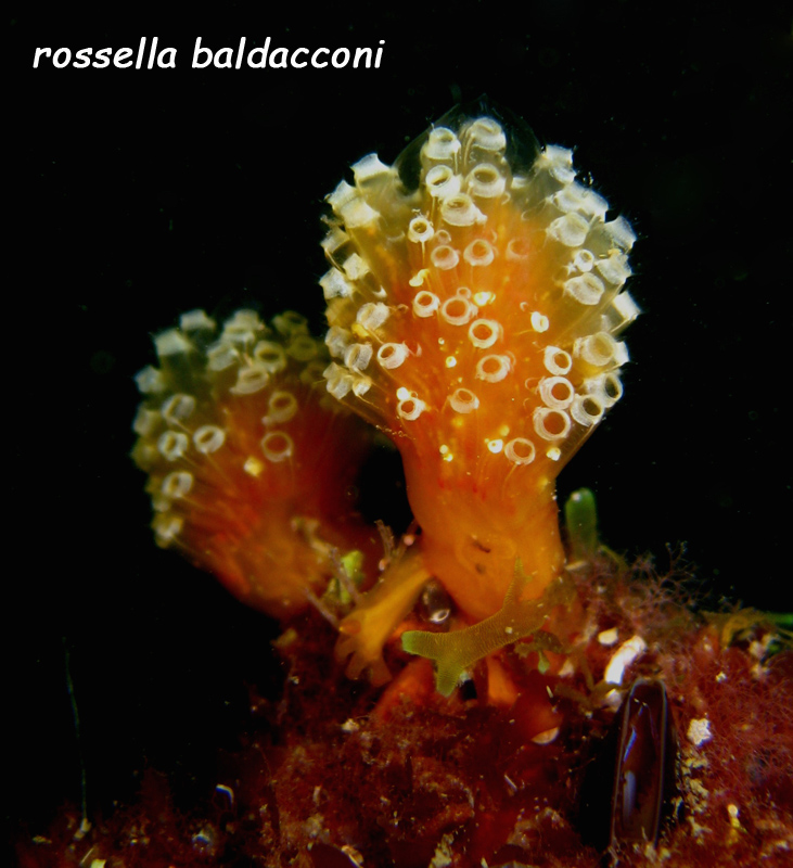Distaplia bermudensis