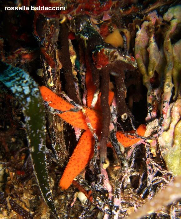 La Posidonia oceanica