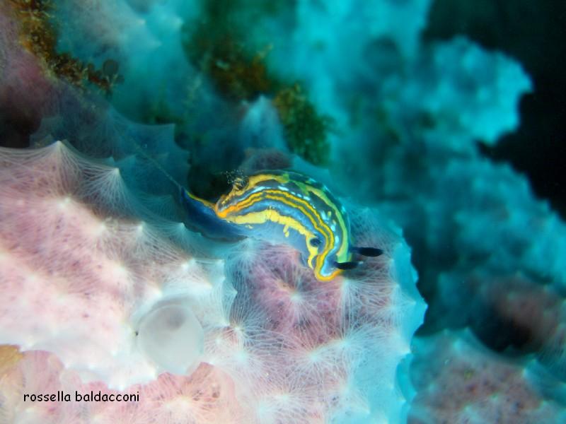 Hypselodoris tricolor