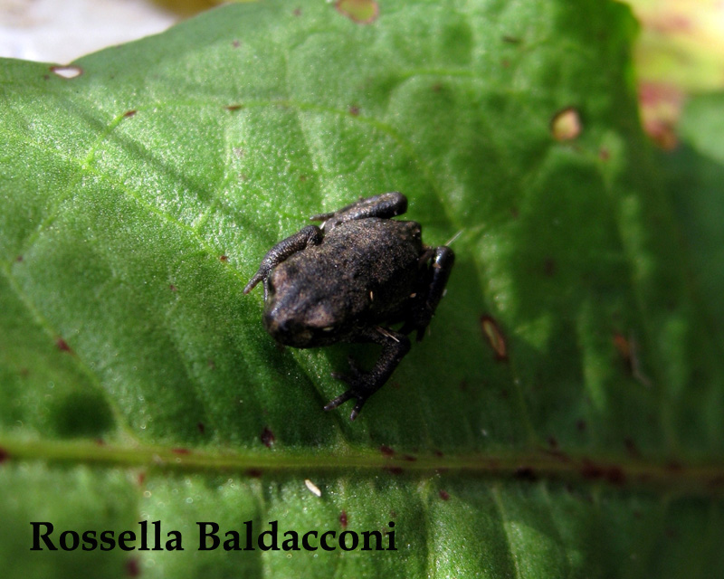 Piccoli rospi - Bufo bufo