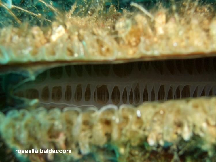 La Posidonia oceanica