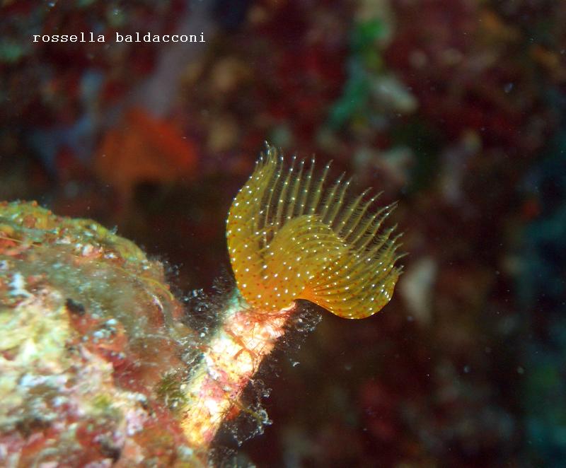 Protula intestinum