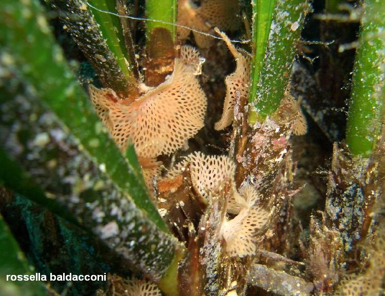 La Posidonia oceanica