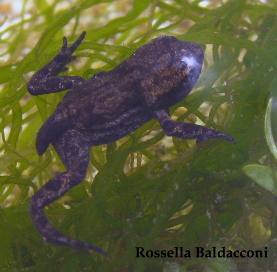 Piccoli rospi - Bufo bufo