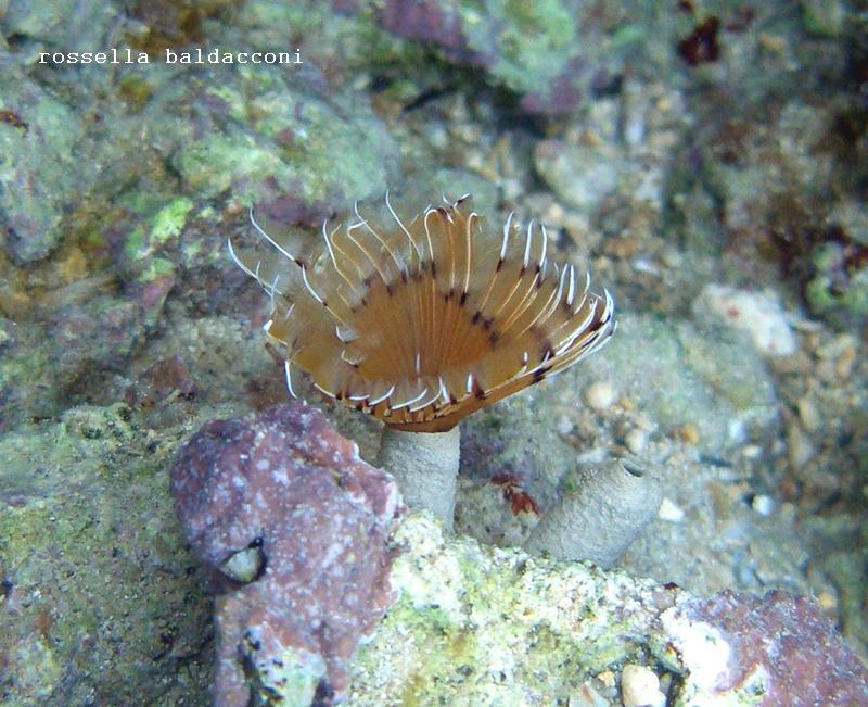 Sabella pavonina