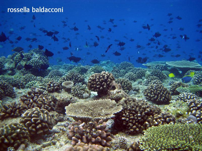 Maldive (atolli di Male Nord e Male Sud)