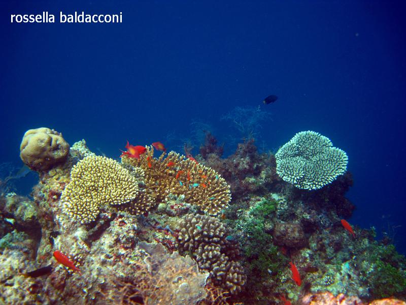 Maldive (atolli di Male Nord e Male Sud)
