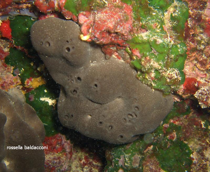 Dictyoceratida