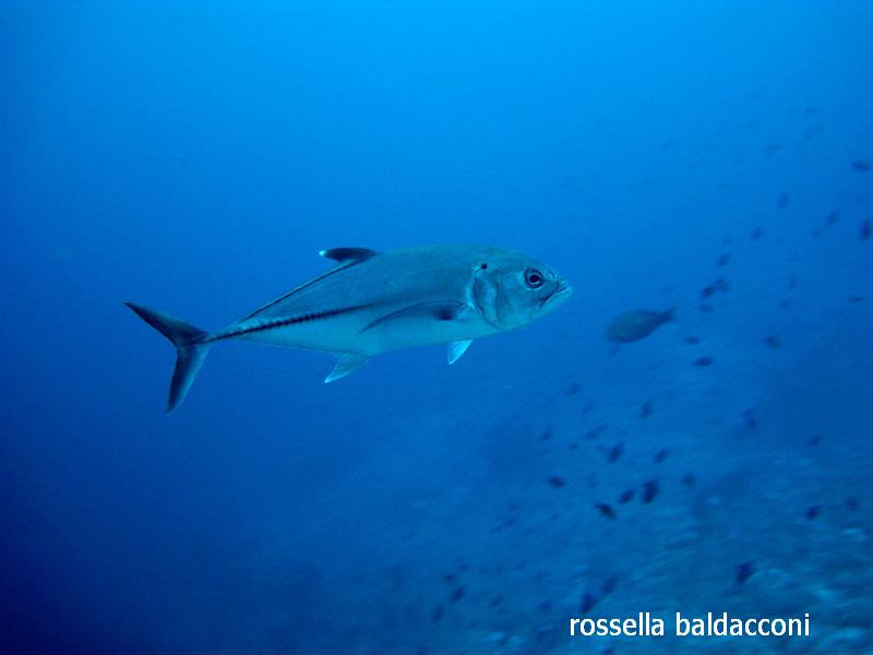 Maldive (atolli di Male Nord e Male Sud)