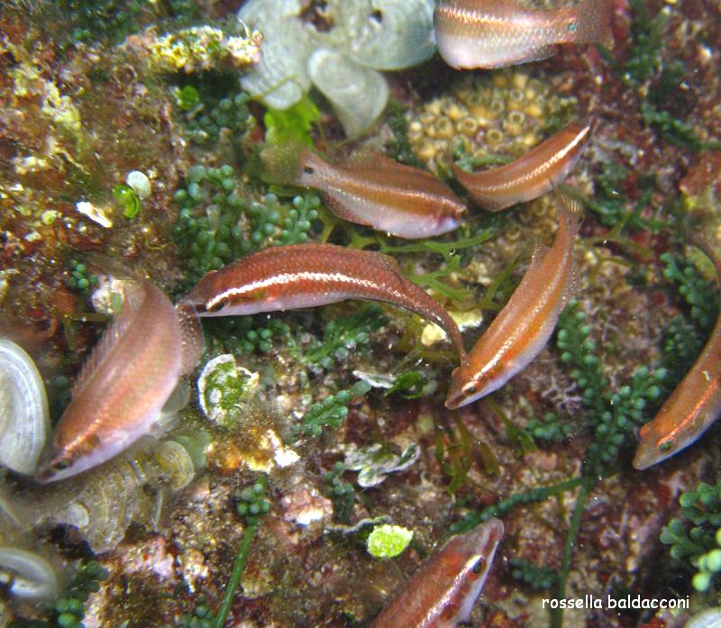 Symphodus ocellatus