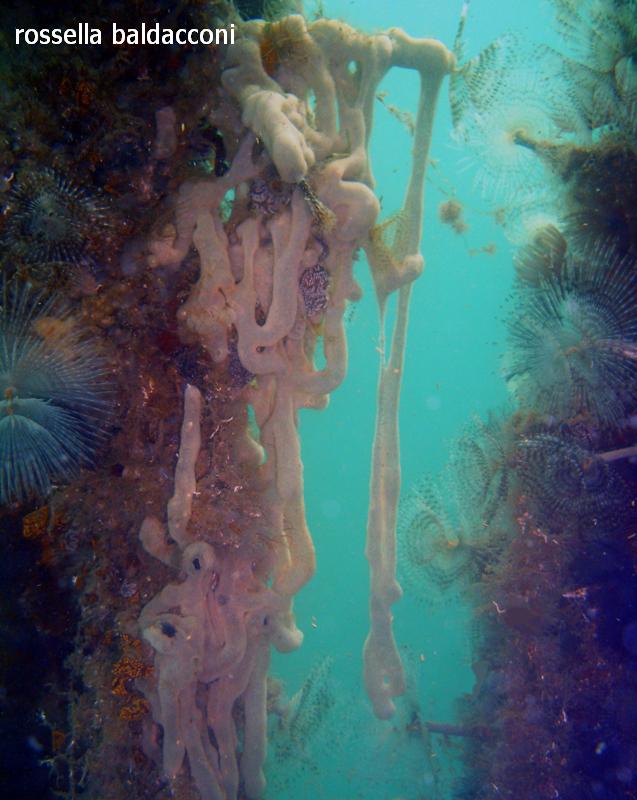 Trididemnum sp.