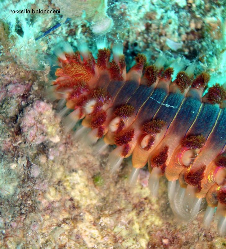 Hermodice carunculata