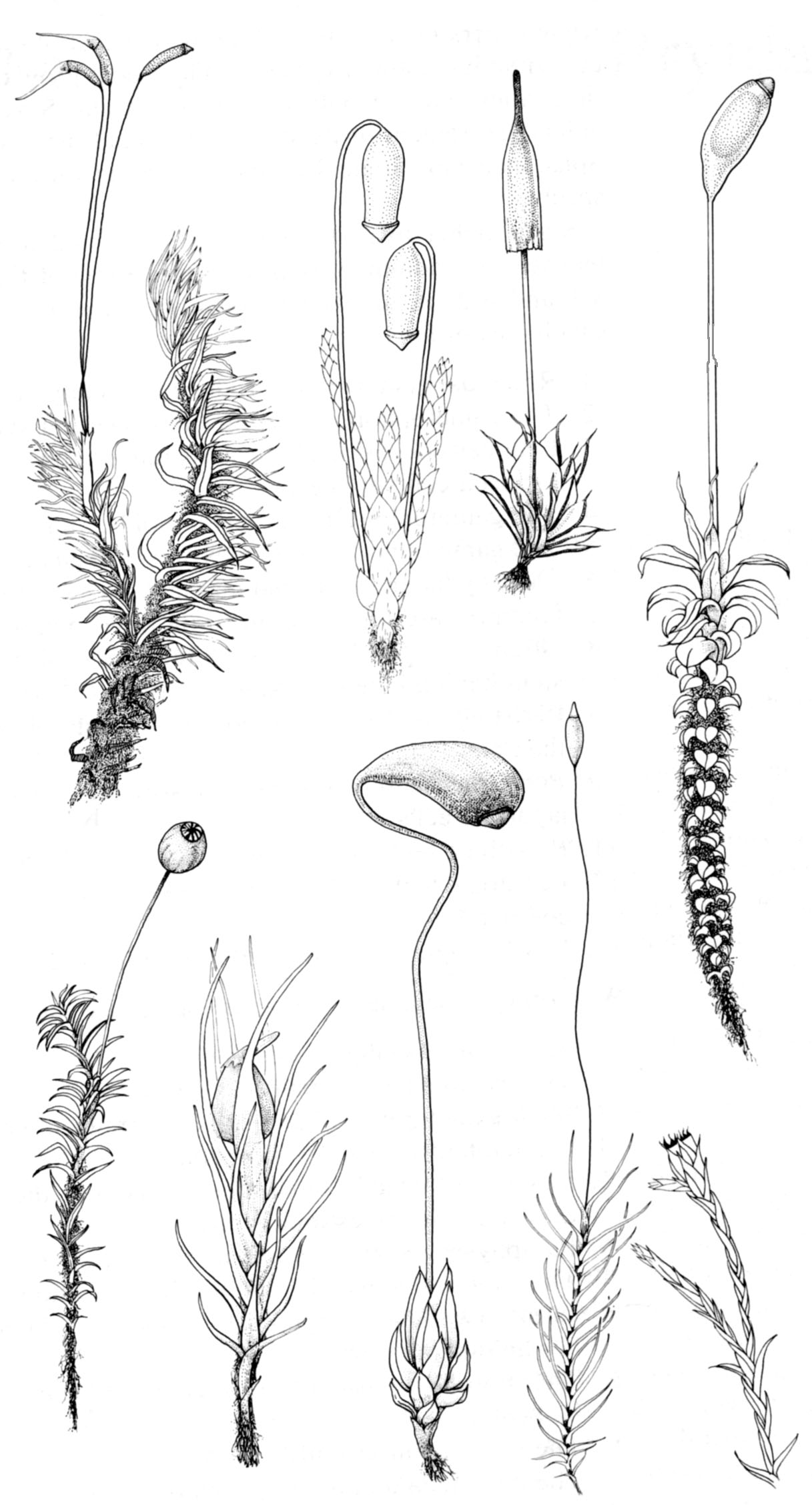 Muschio dal litorale romano