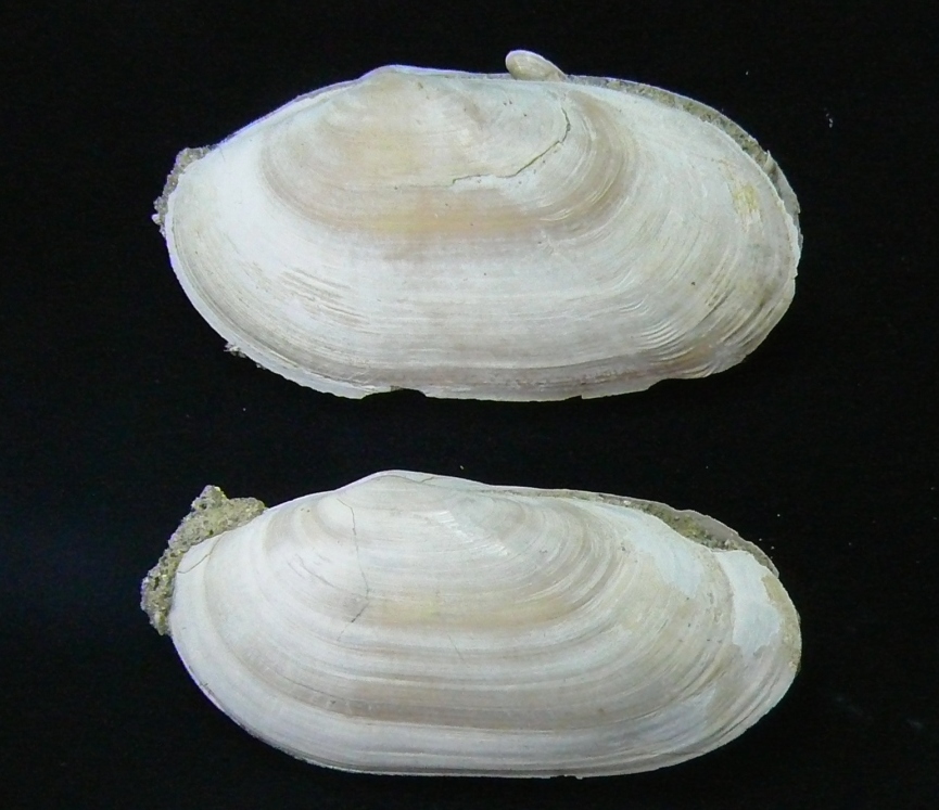 Lutraria