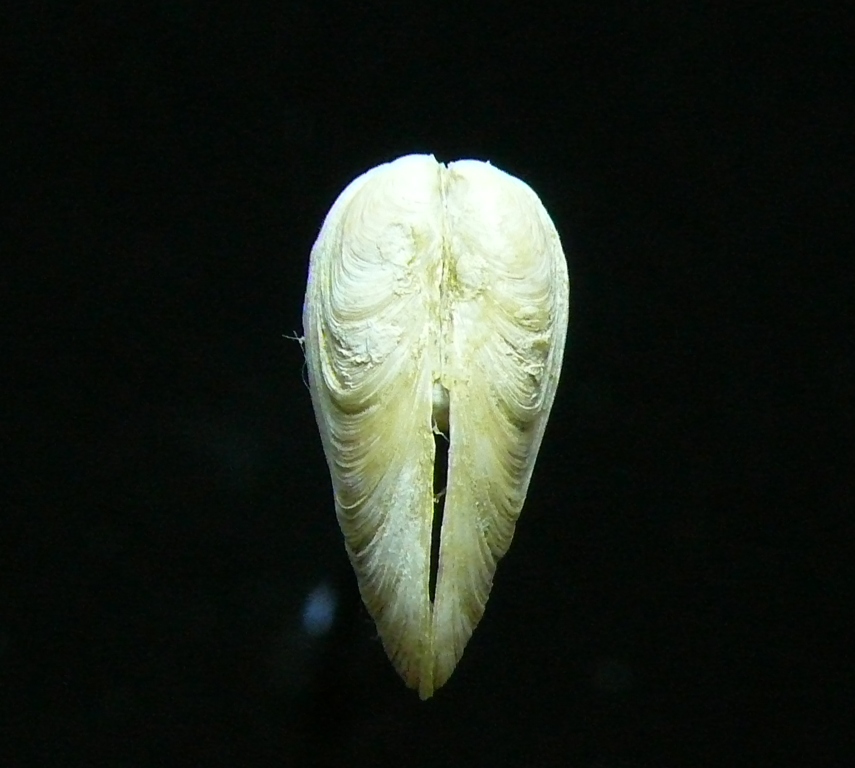 Gastrochaena