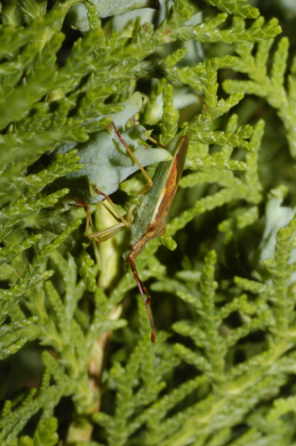 Coreidae: Gonocerus juniperi del Parco del Ticino