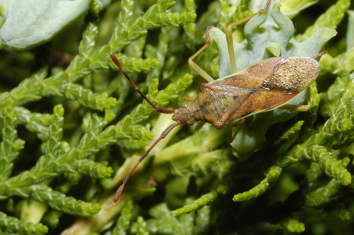 Coreidae: Gonocerus juniperi del Parco del Ticino