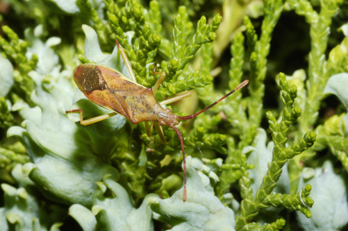 Coreidae: Gonocerus juniperi del Parco del Ticino