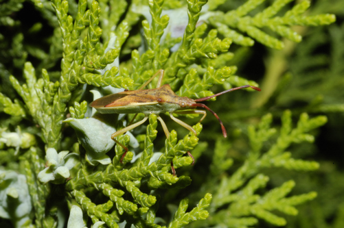 Coreidae: Gonocerus juniperi del Parco del Ticino