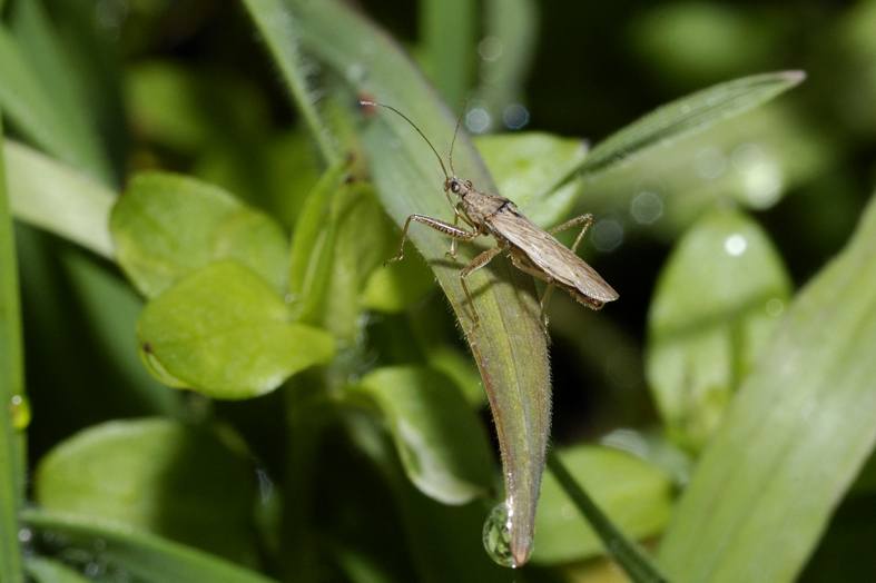 Nabidae: Nabis punctatus del Parco Ticino (Morimondo - Mi)