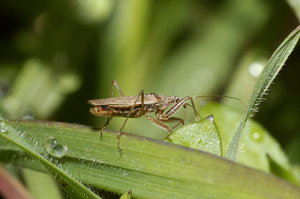 Nabidae: Nabis punctatus del Parco Ticino (Morimondo - Mi)