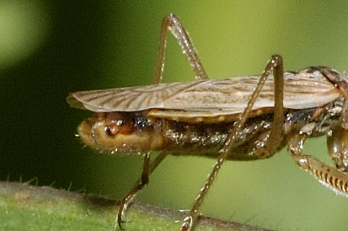 Nabidae: Nabis punctatus del Parco Ticino (Morimondo - Mi)