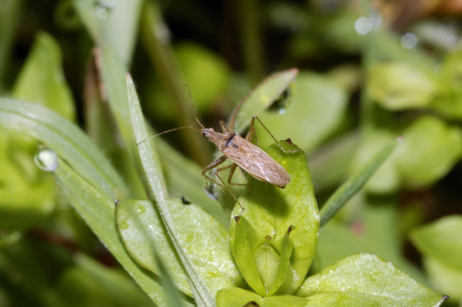 Nabidae: Nabis punctatus del Parco Ticino (Morimondo - Mi)