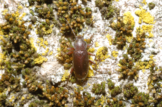 Da determinare, carabidae?No, Stenomax