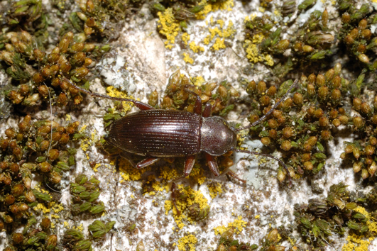 Da determinare, carabidae?No, Stenomax