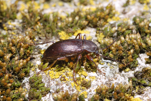 Da determinare, carabidae?No, Stenomax