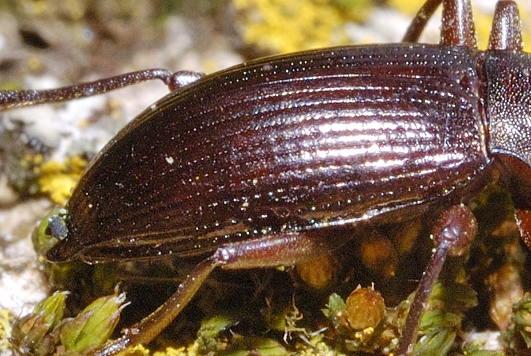 Da determinare, carabidae?No, Stenomax