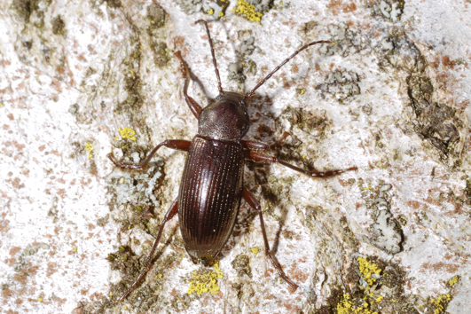 Da determinare, carabidae?No, Stenomax