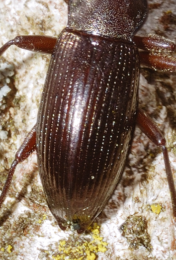 Da determinare, carabidae?No, Stenomax