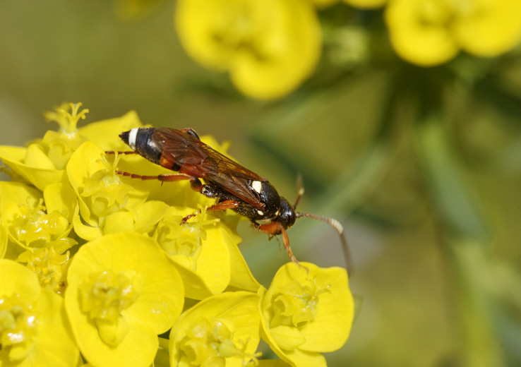 Ichneumon sarcitorius (Ichneumonidae), femmina